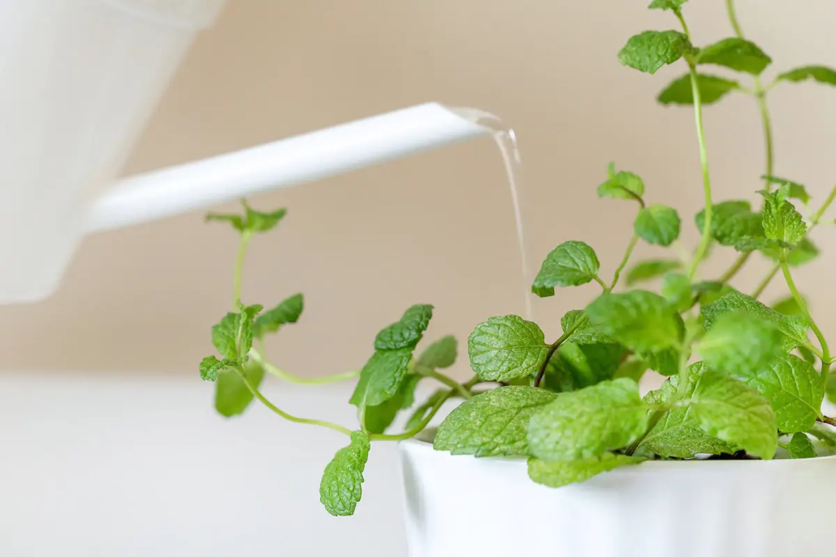 Watering Mints