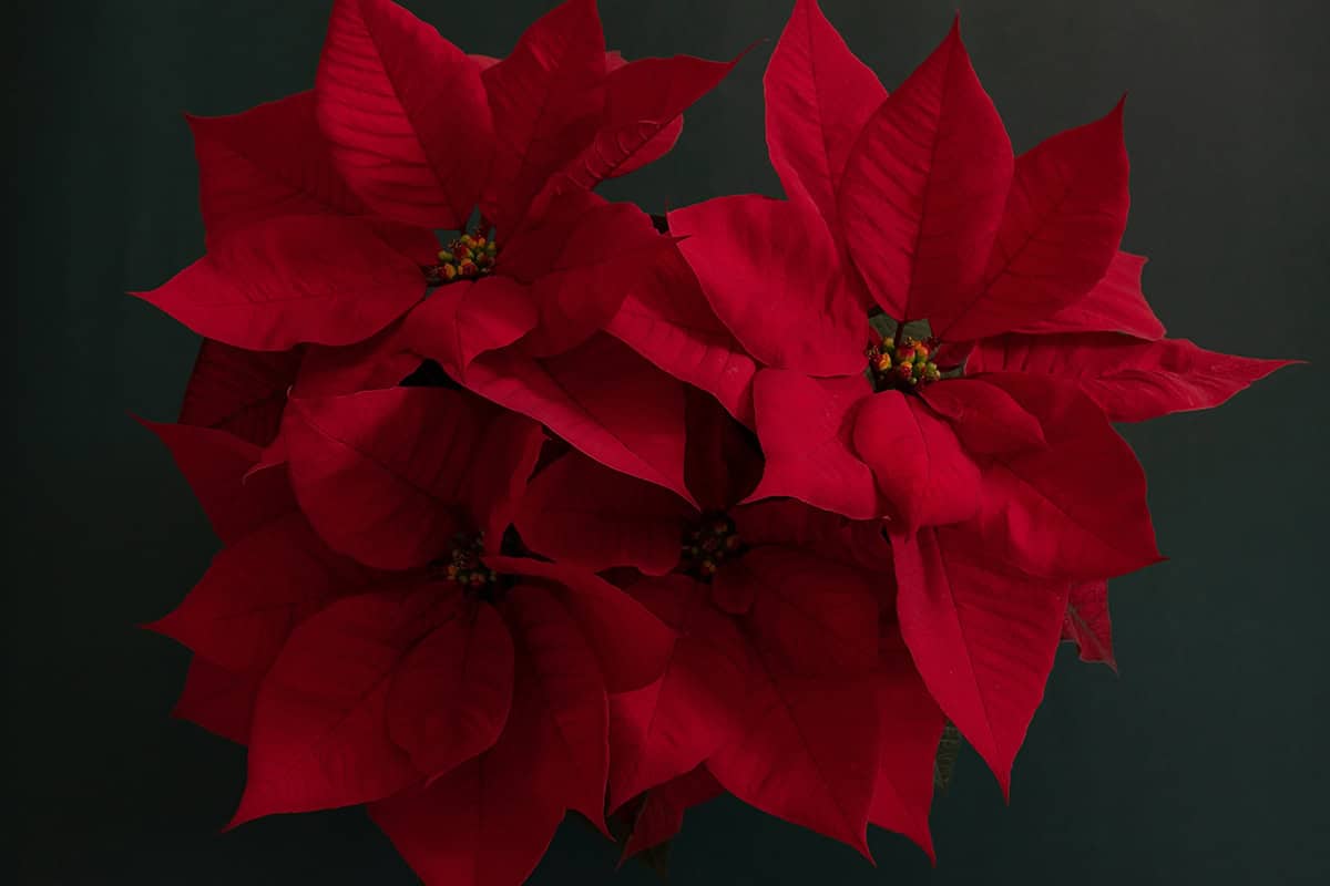What Does the Poinsettia Flower Symbolize