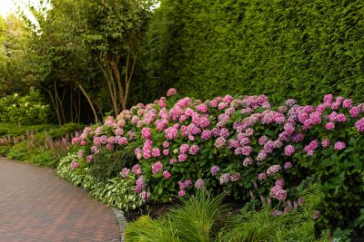 What to Plant with Hydrangeas