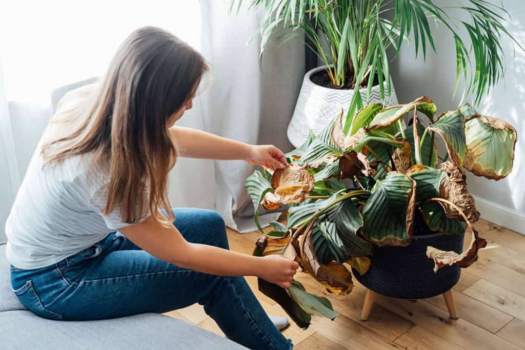 Why Do Houseplants Die? Common Mistakes and How to Avoid Them