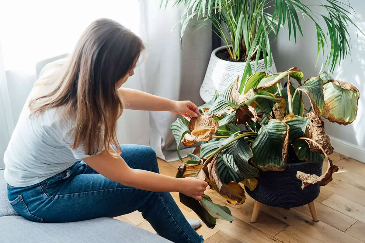 Why Do Houseplants Die