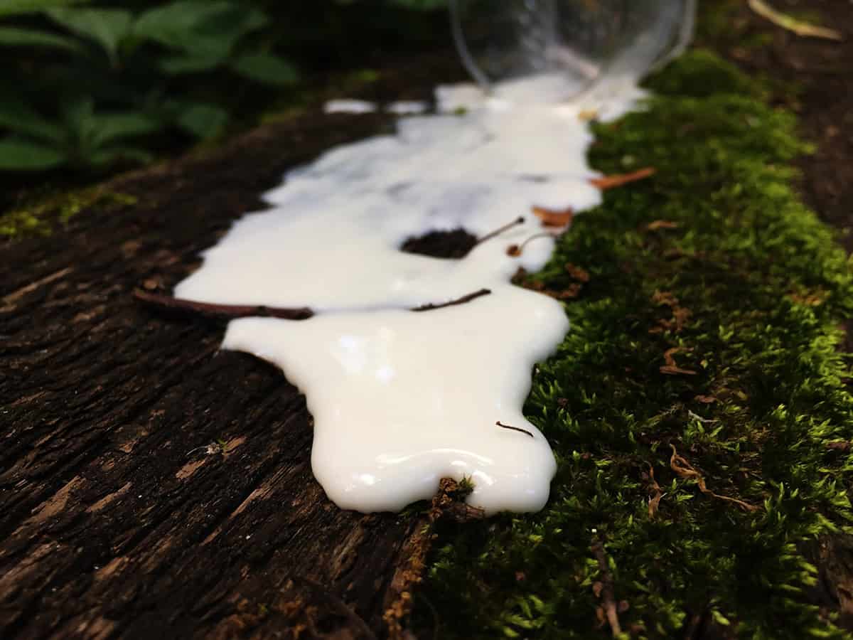 Yogurt For Moss Growth