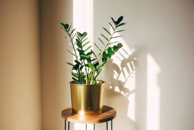20 Impressive Bathroom Plants That Absorb Moisture - Plantglossary
