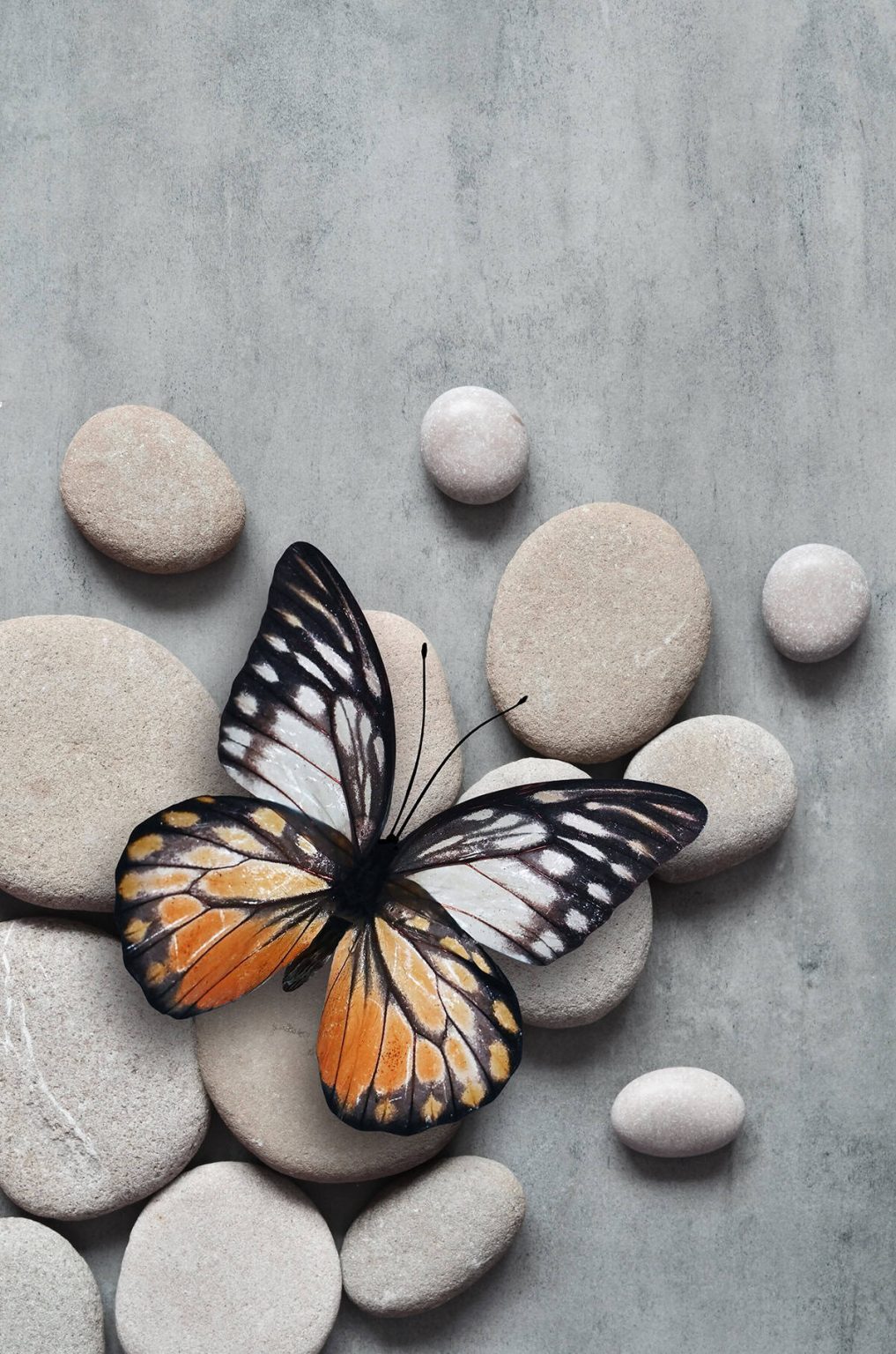 15 Effective Ways to Create a Butterfly Garden - Plantglossary