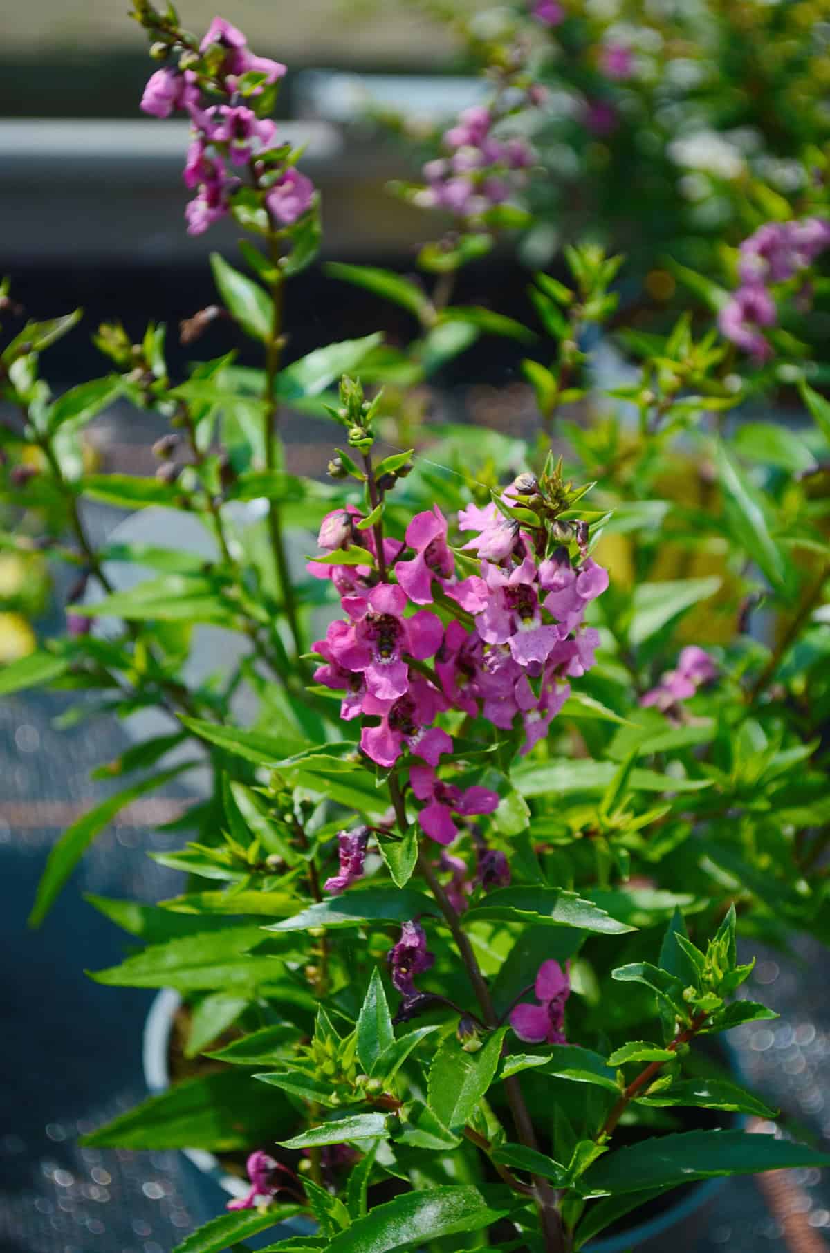 Angelonia (Summer Snapdragon)