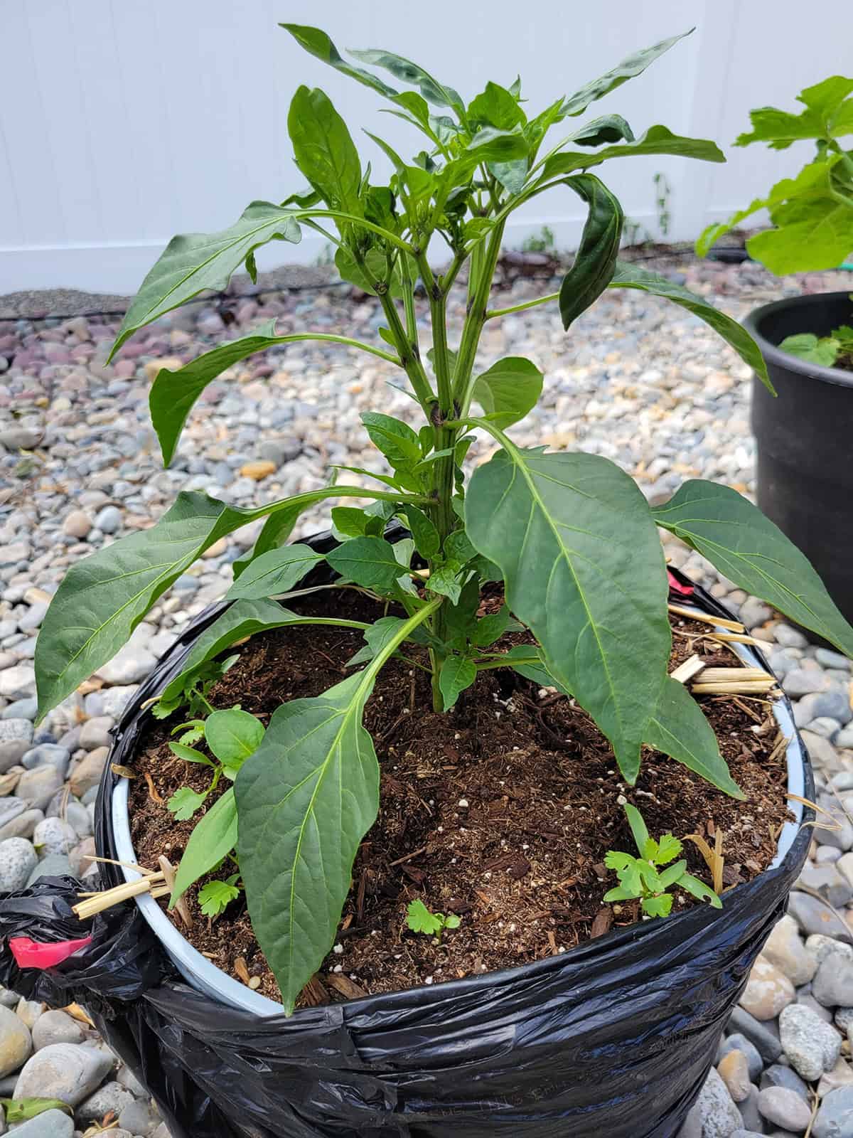 Benefits of Topping Your Pepper Plants