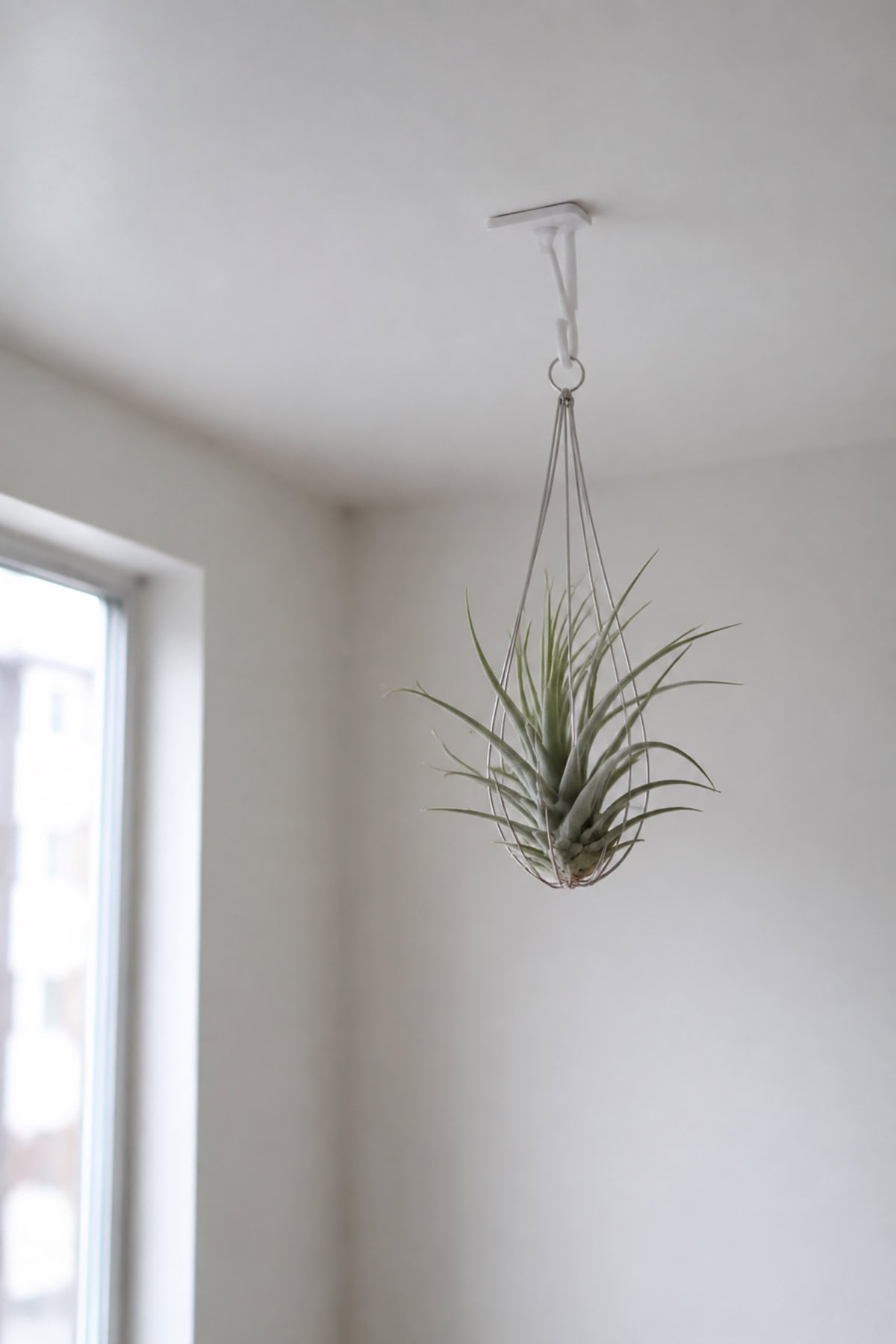 Ceiling Rated Adhesive Hooks For Lightweight Plants