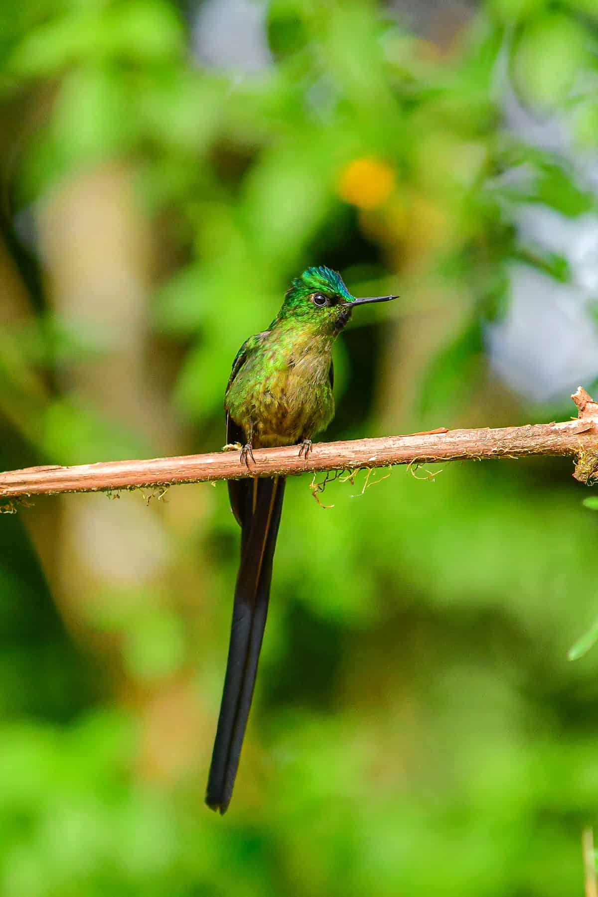 Choosing the Right Plants To Attract Hummingbirds