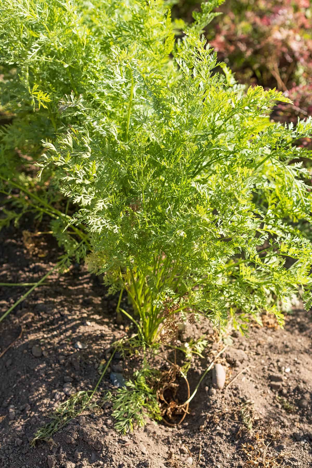 Cilantro