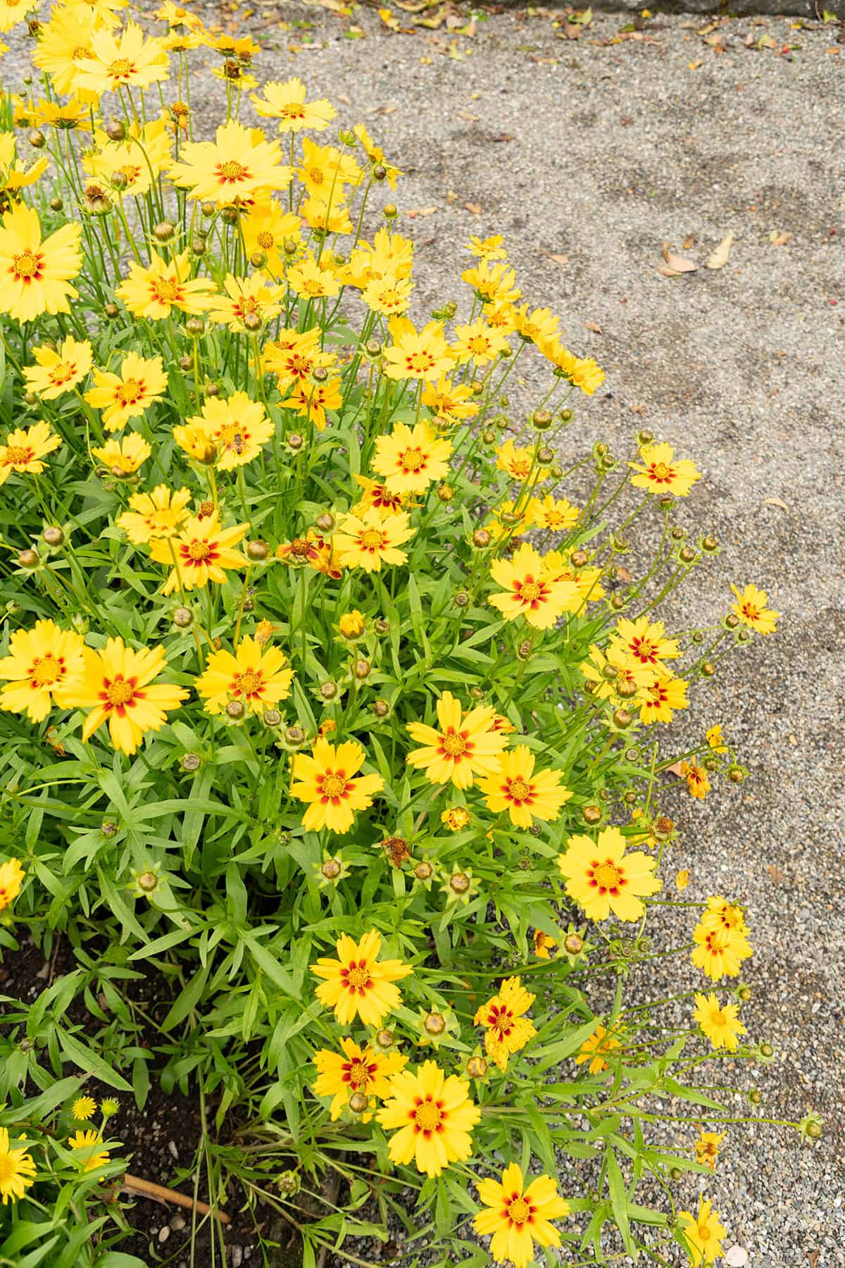 Coreopsis (Tickseed)