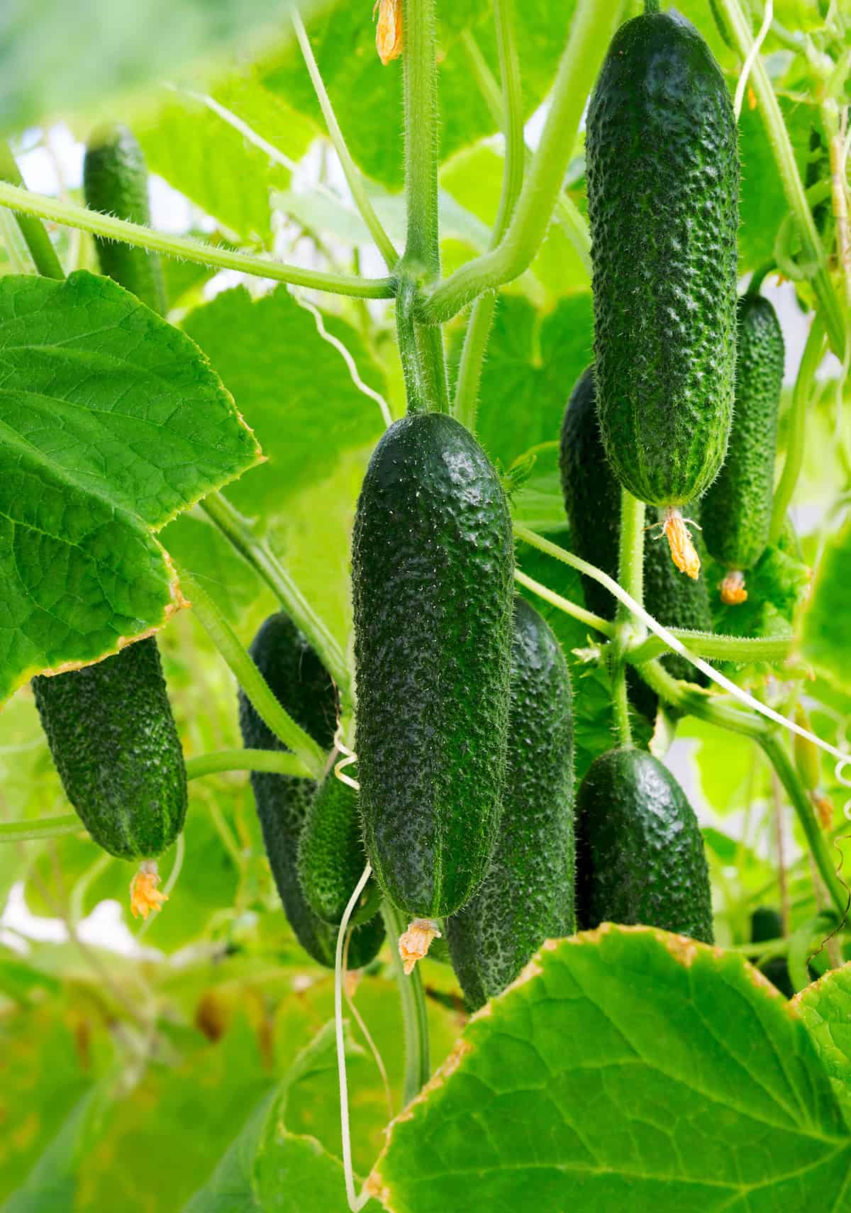 Cucumbers