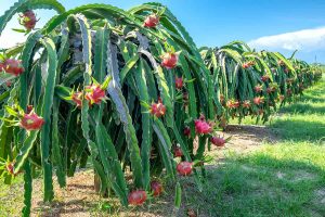 Dragon Fruit Plant Growing and Care Guide