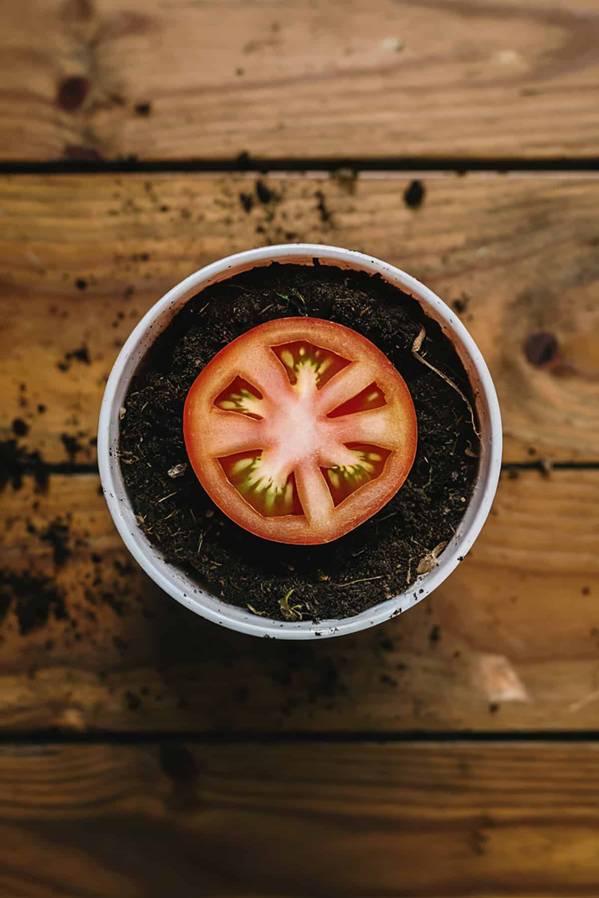 Growing Tomatoes From a Slice