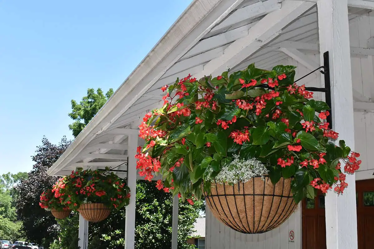 Hanging Basket Mistakes For Plants