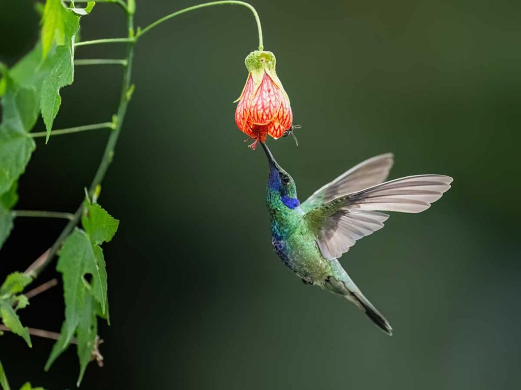 How to Attract Hummingbirds to Your Yard - Plantglossary