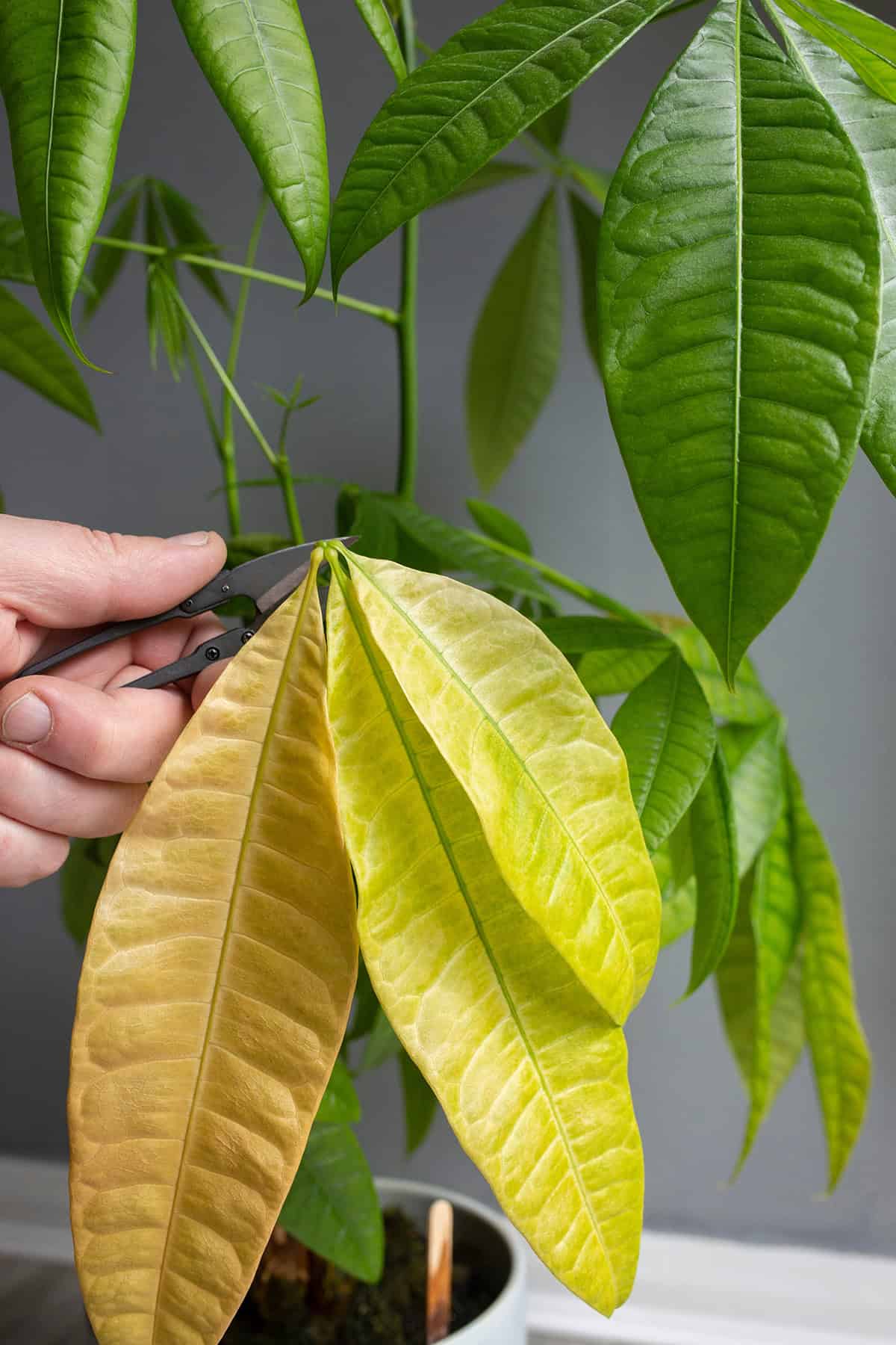 How to Fix Brown Leaf Tips