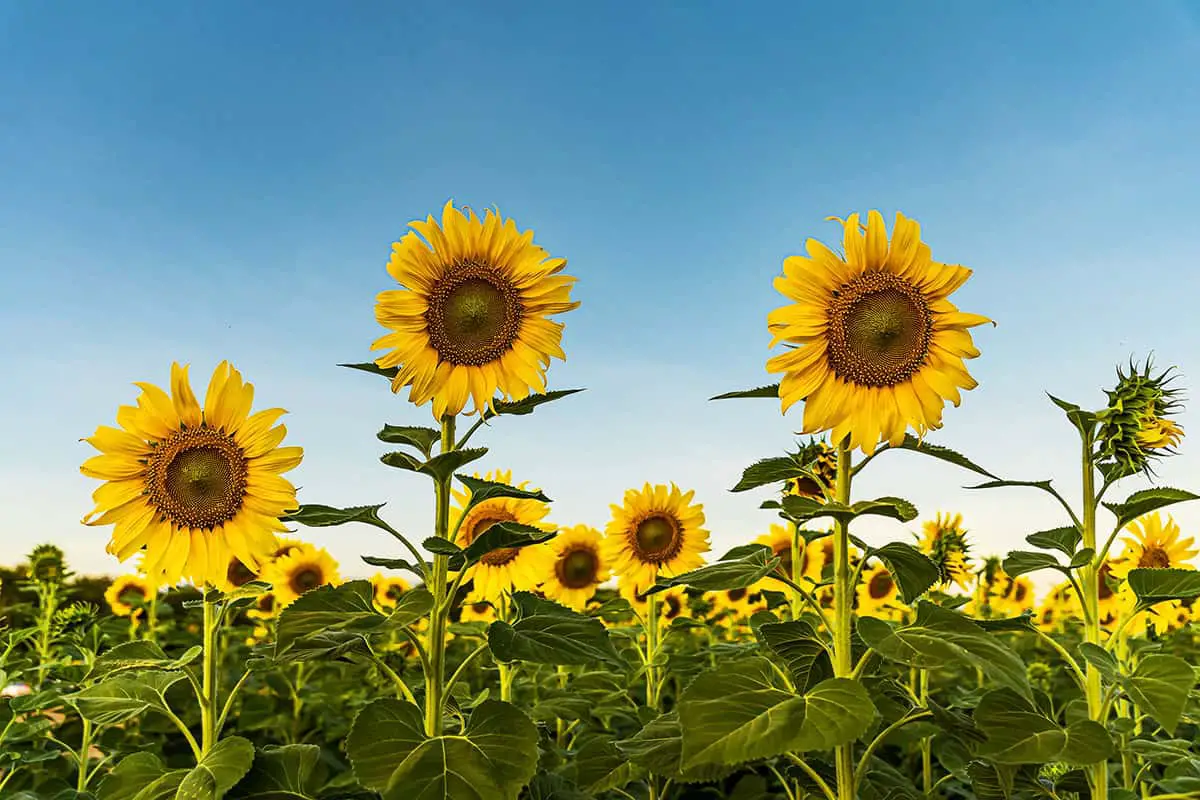 How to Grow Giant Sunflowers