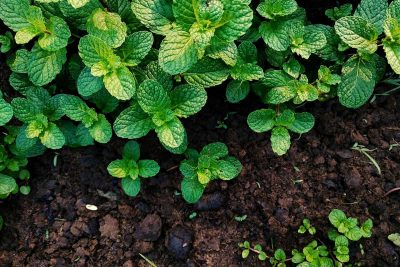 How to Grow Mint and Ways to Use Mint