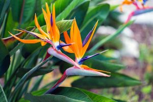 How to Grow and Care for Bird of Paradise