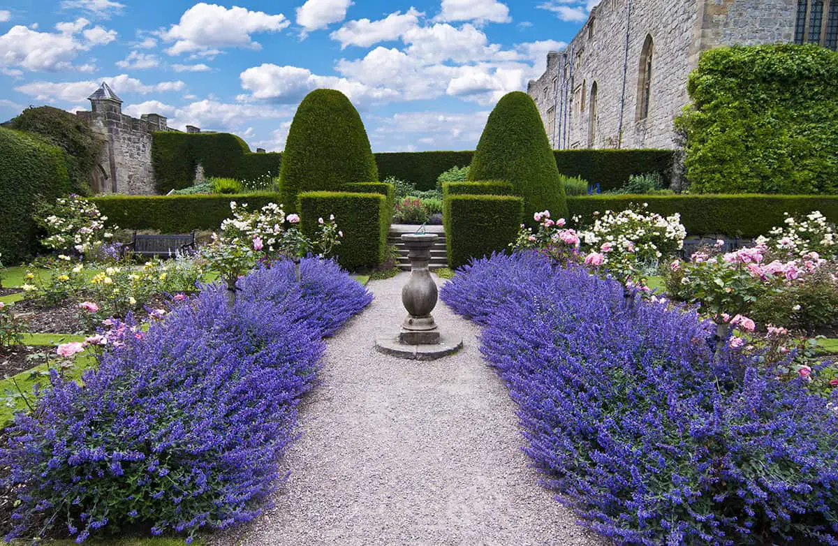 How to Plant a Lavender Hedge