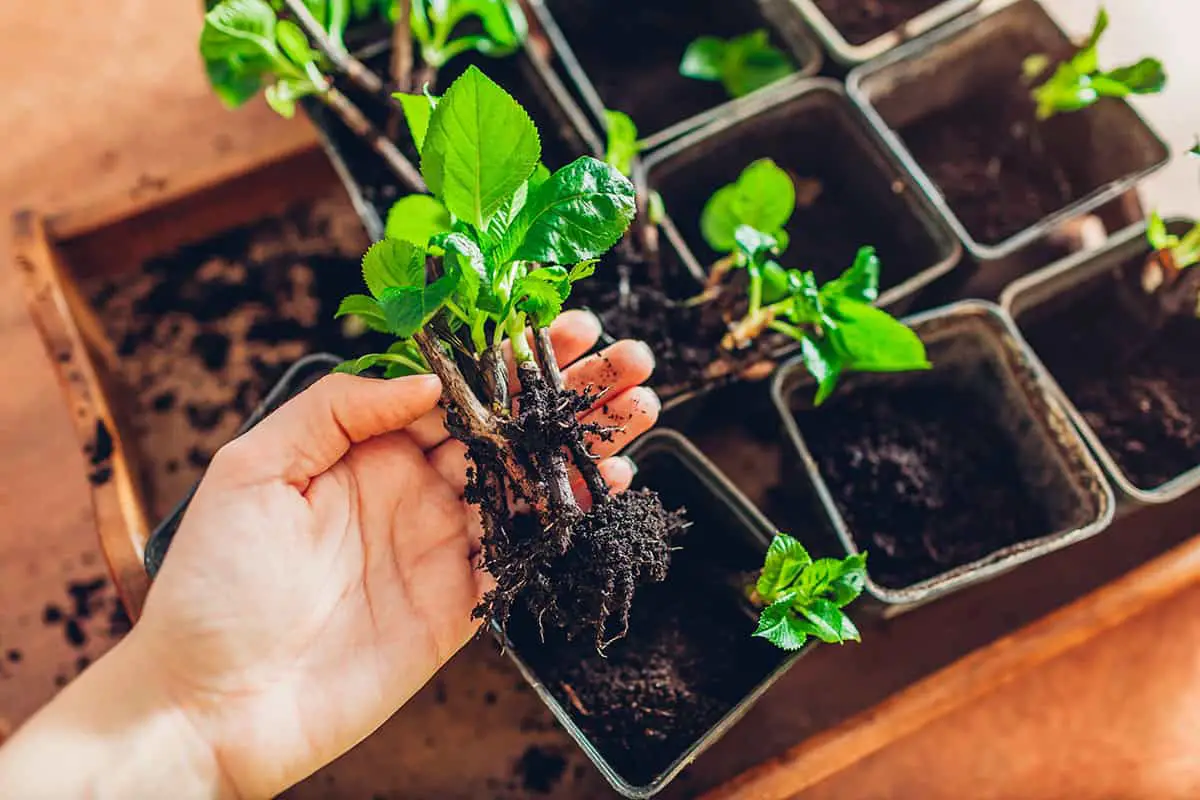 How to Propagate Hydrangeas