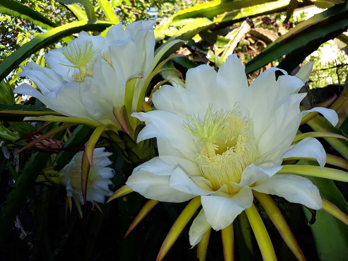 Hylocereus Costaricensis