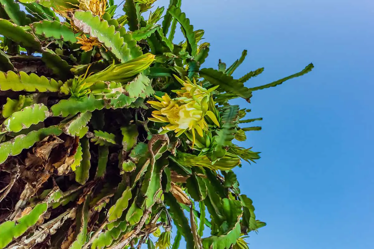 Hylocereus Megalanthus