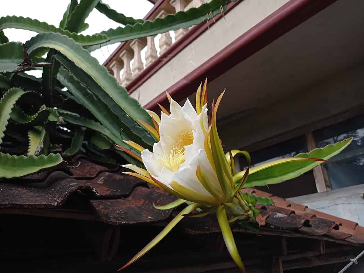 Hylocereus Triangularis