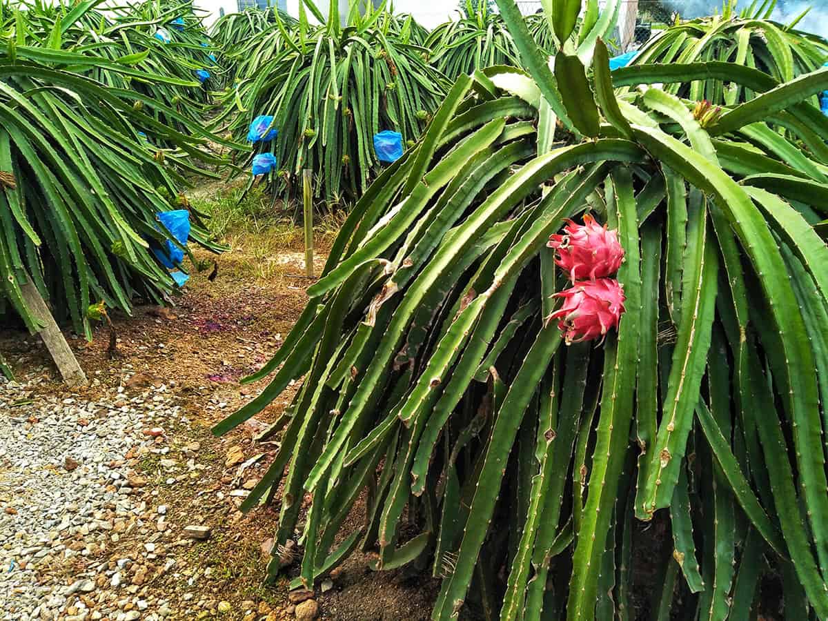 Hylocereus Undatus