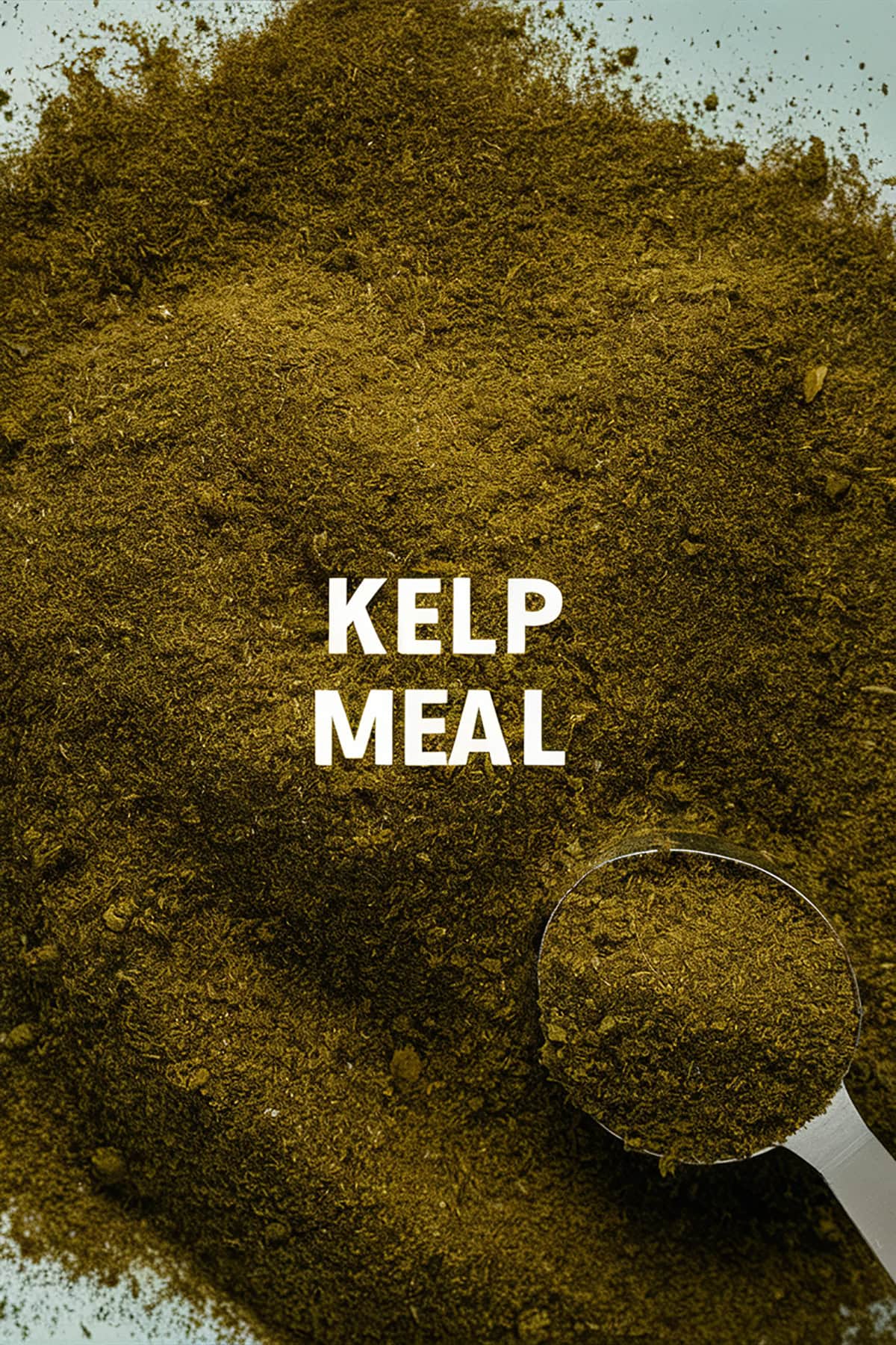 Kelp Meal