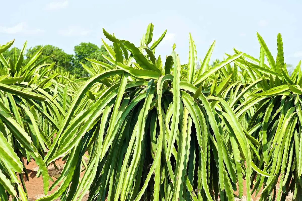 Light Dragon Fruit Plant