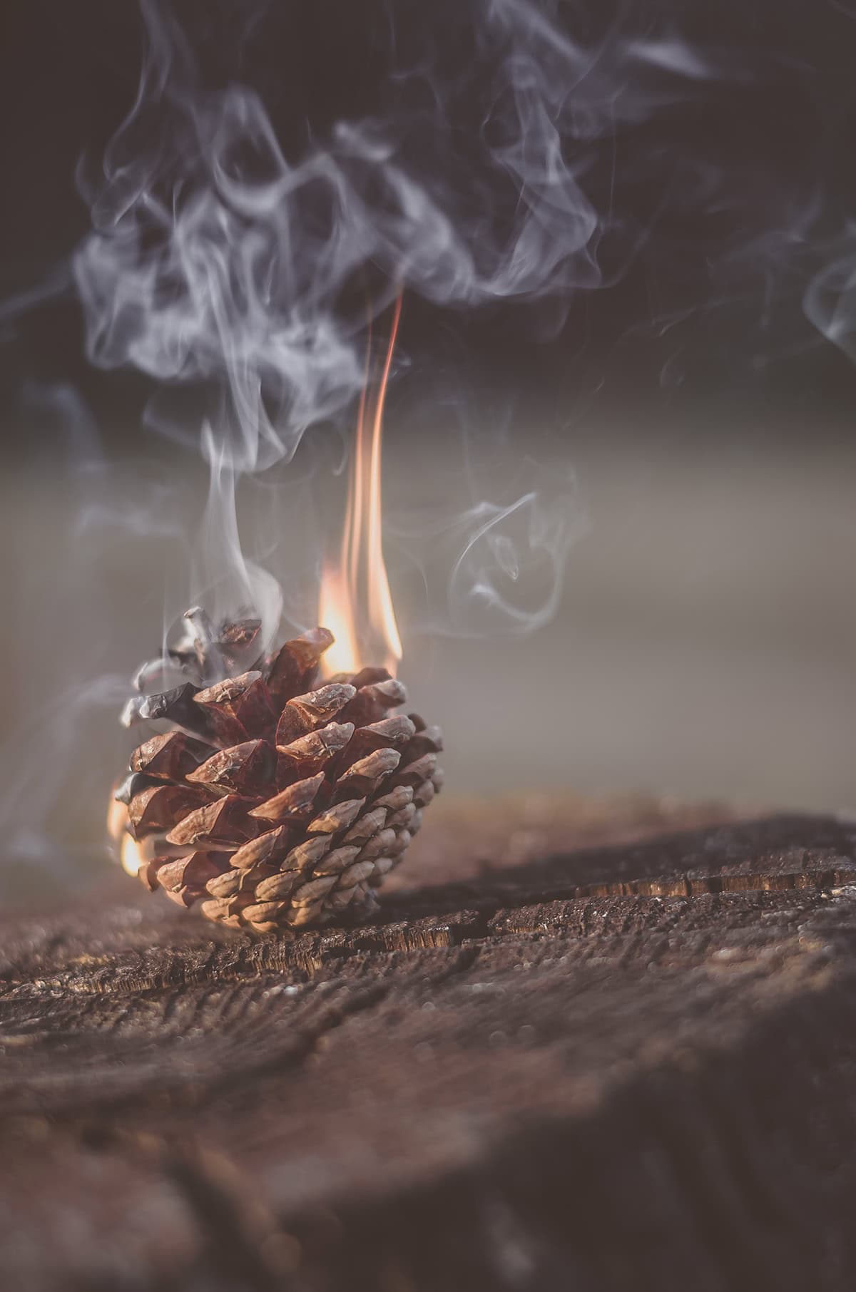 Natural Fire Starters with Pine Cones