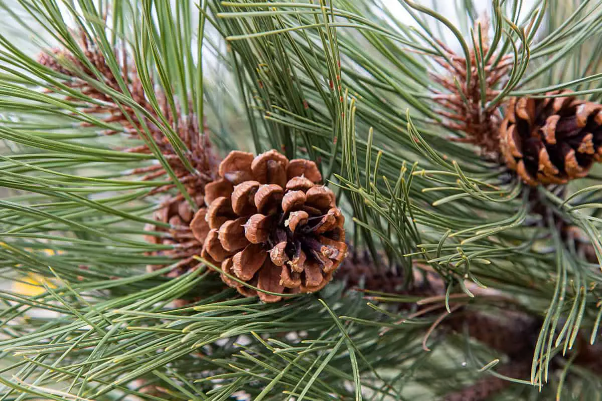 Pine Cone Uses