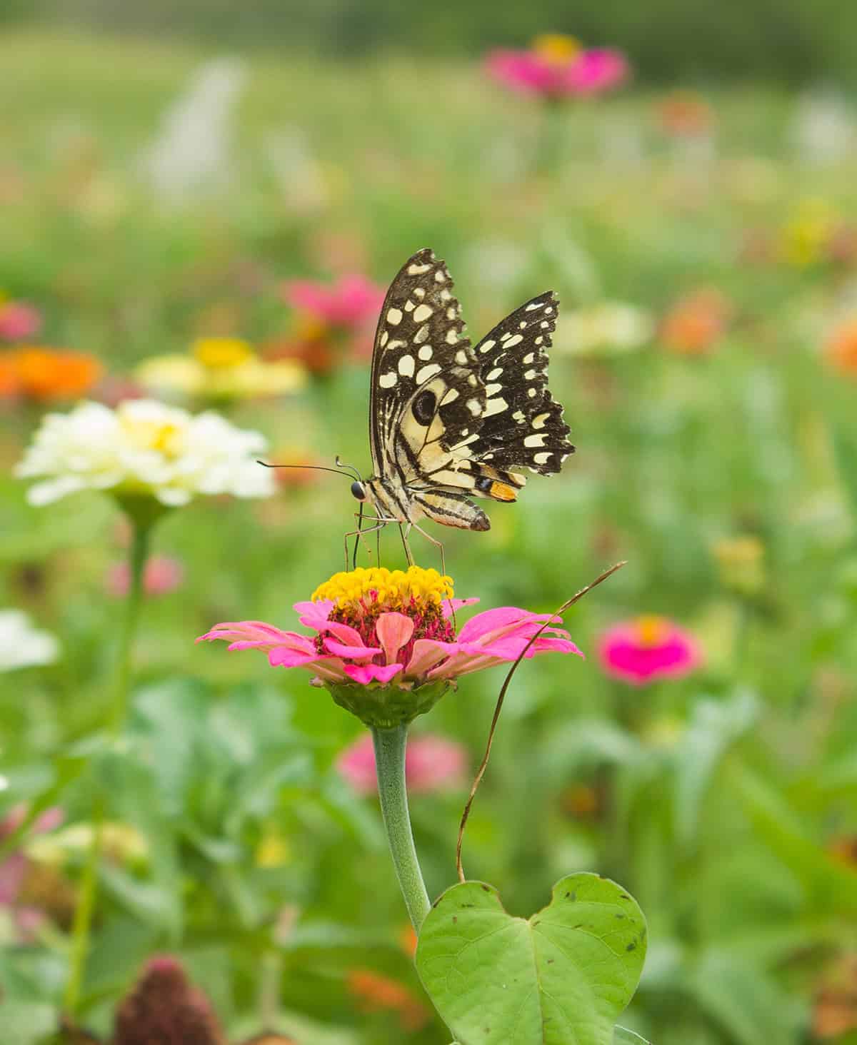 Plant a Butterfly Garden