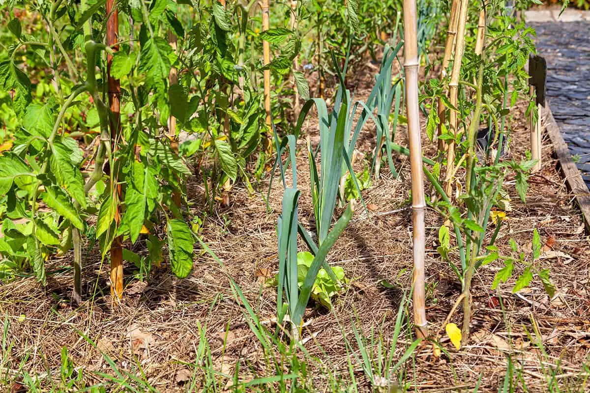 Plants that Intercrop with Tomatoes