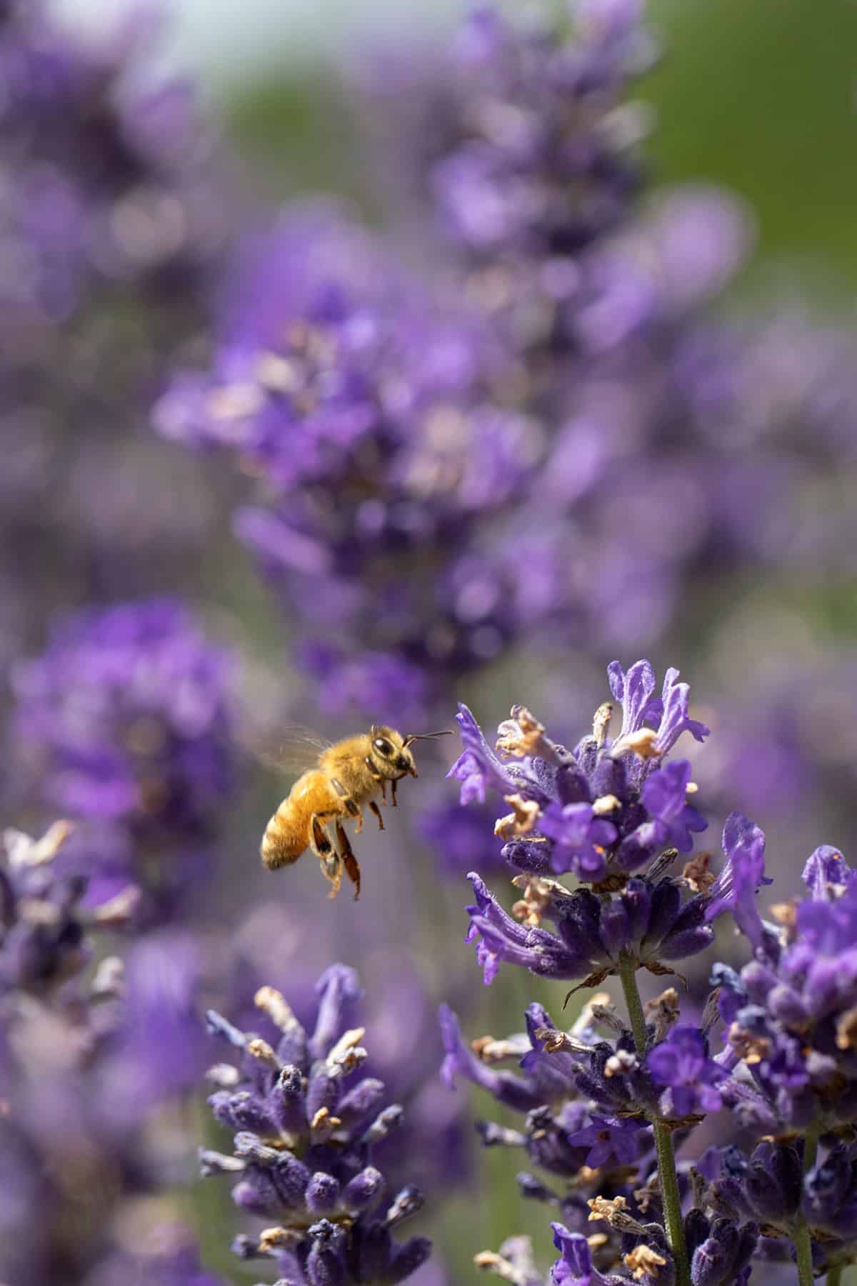 Pollinator Friendly