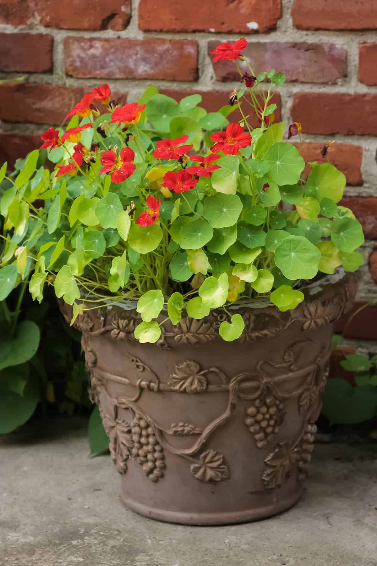 Pots and Containers Nasturtiums