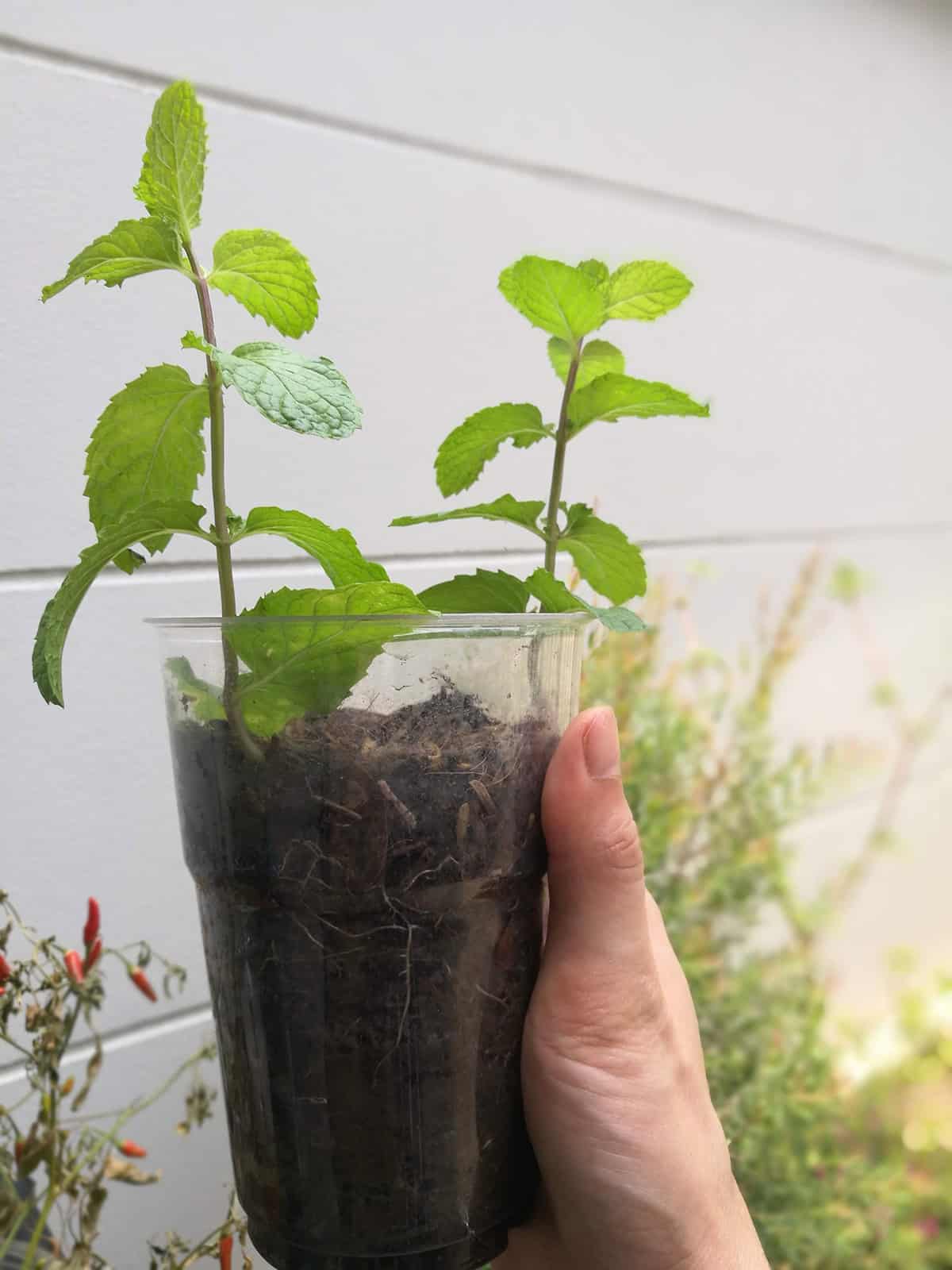 Propagating Mint