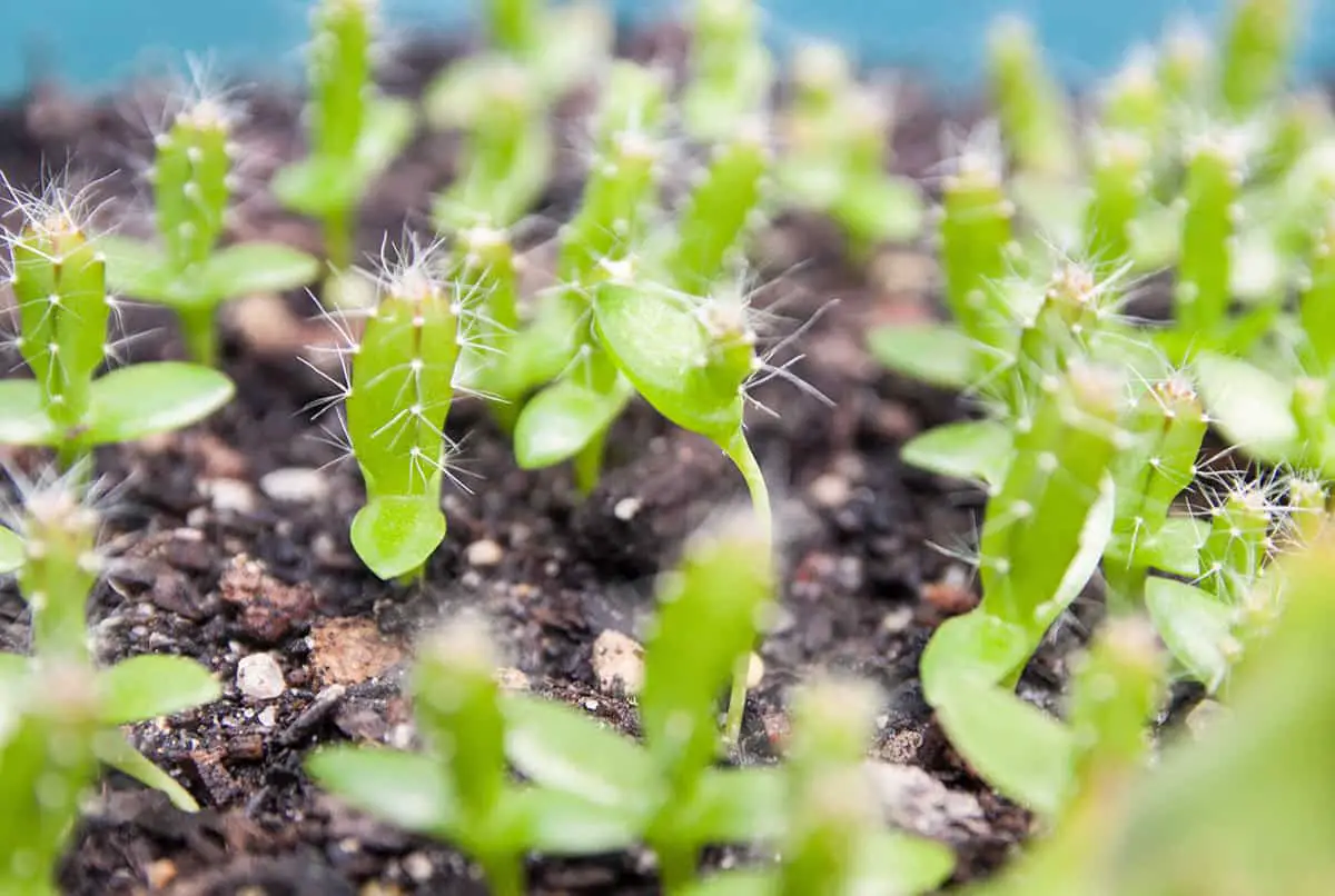 Propagation Dragon Fruit Plant