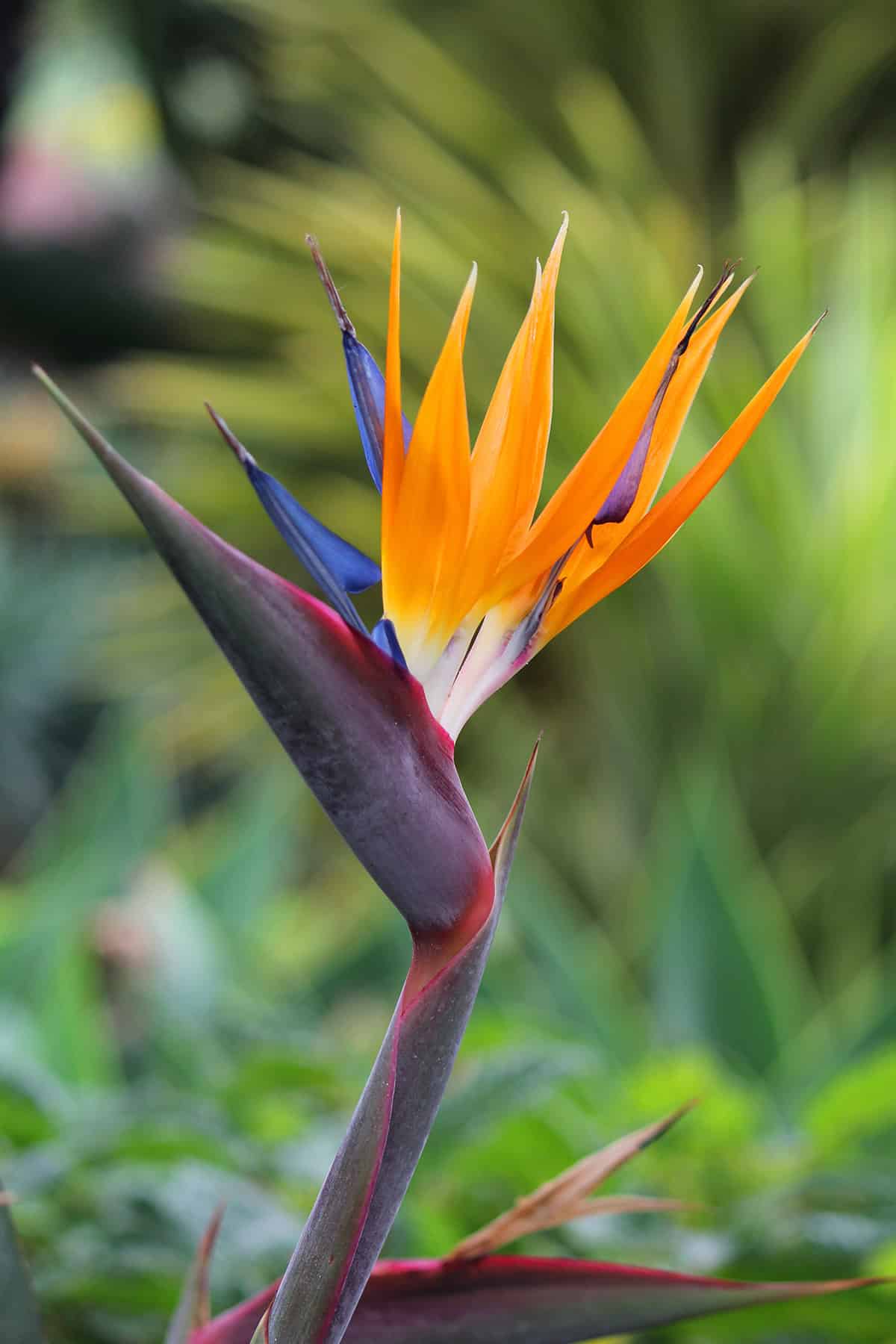 Temperature and Humidity Bird of Paradise