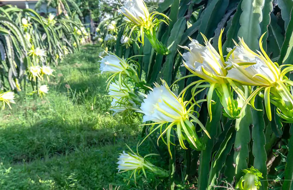 Temperature and Humidity Dragon Fruit Plant