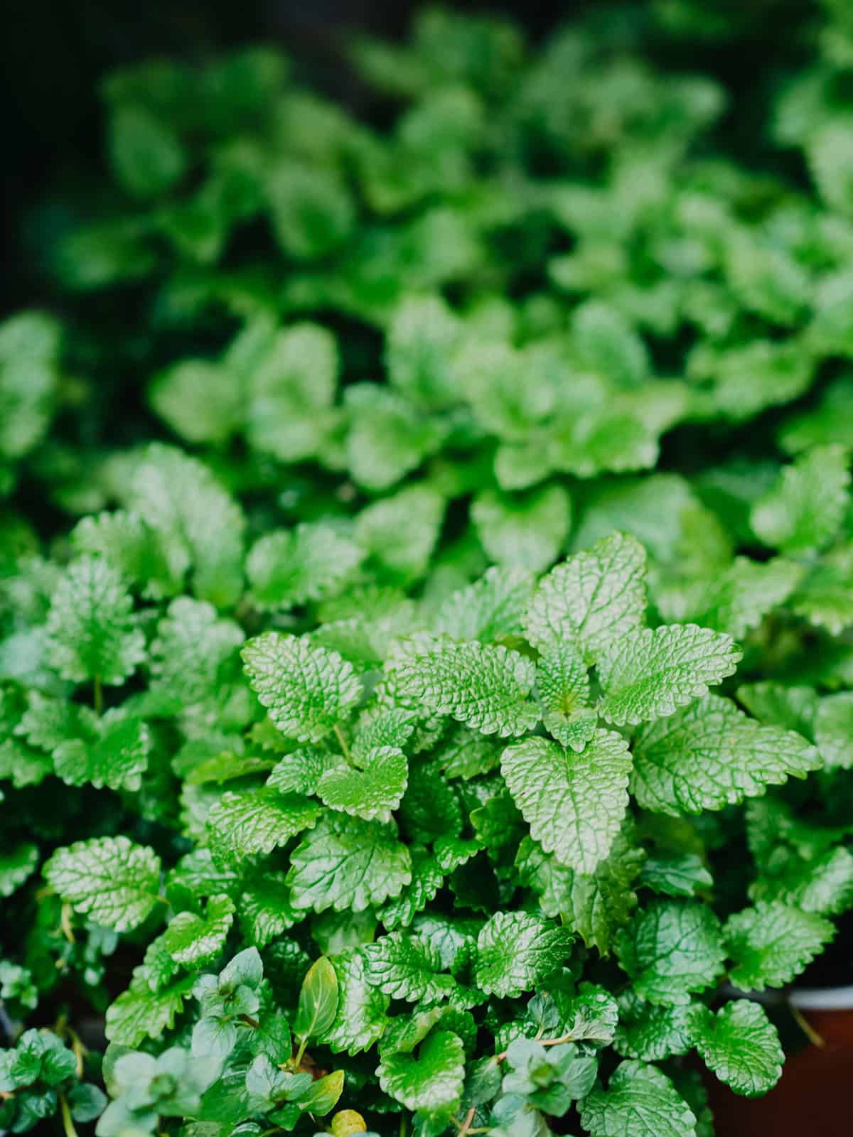 Temperature and Humidity Mint