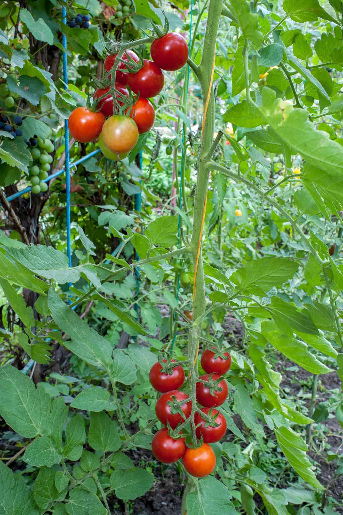 Tomato Nutrient Requirements