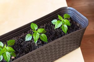 Topping Your Pepper Plants
