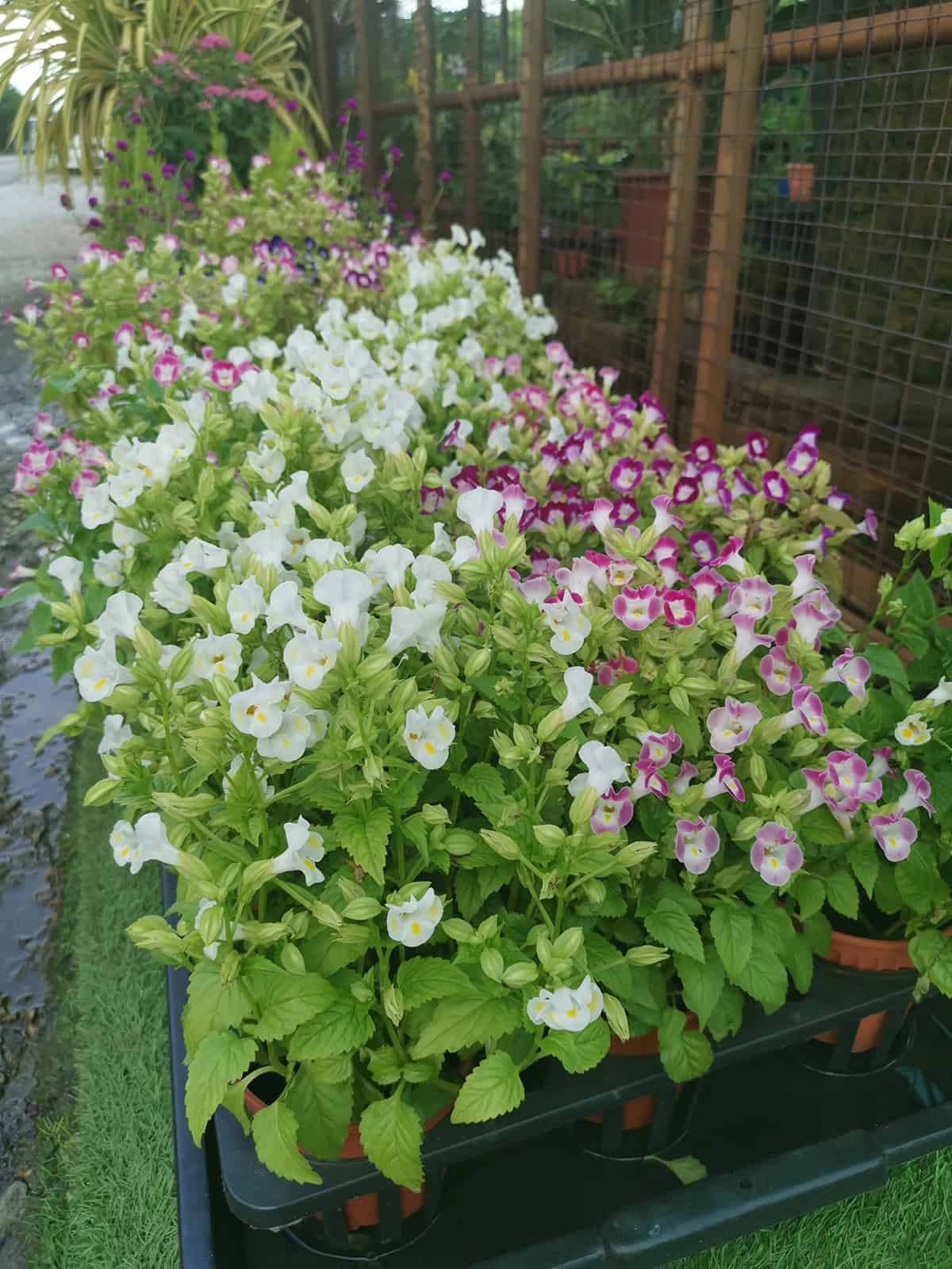 Torenia (Wishbone Flower)