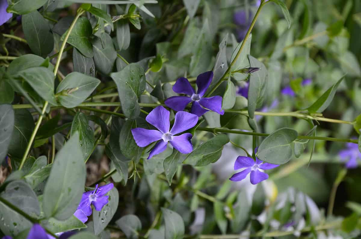 Vinca (Periwinkle)