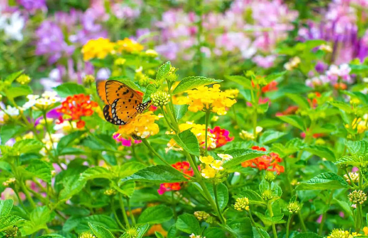 Ways to Create a Butterfly Garden