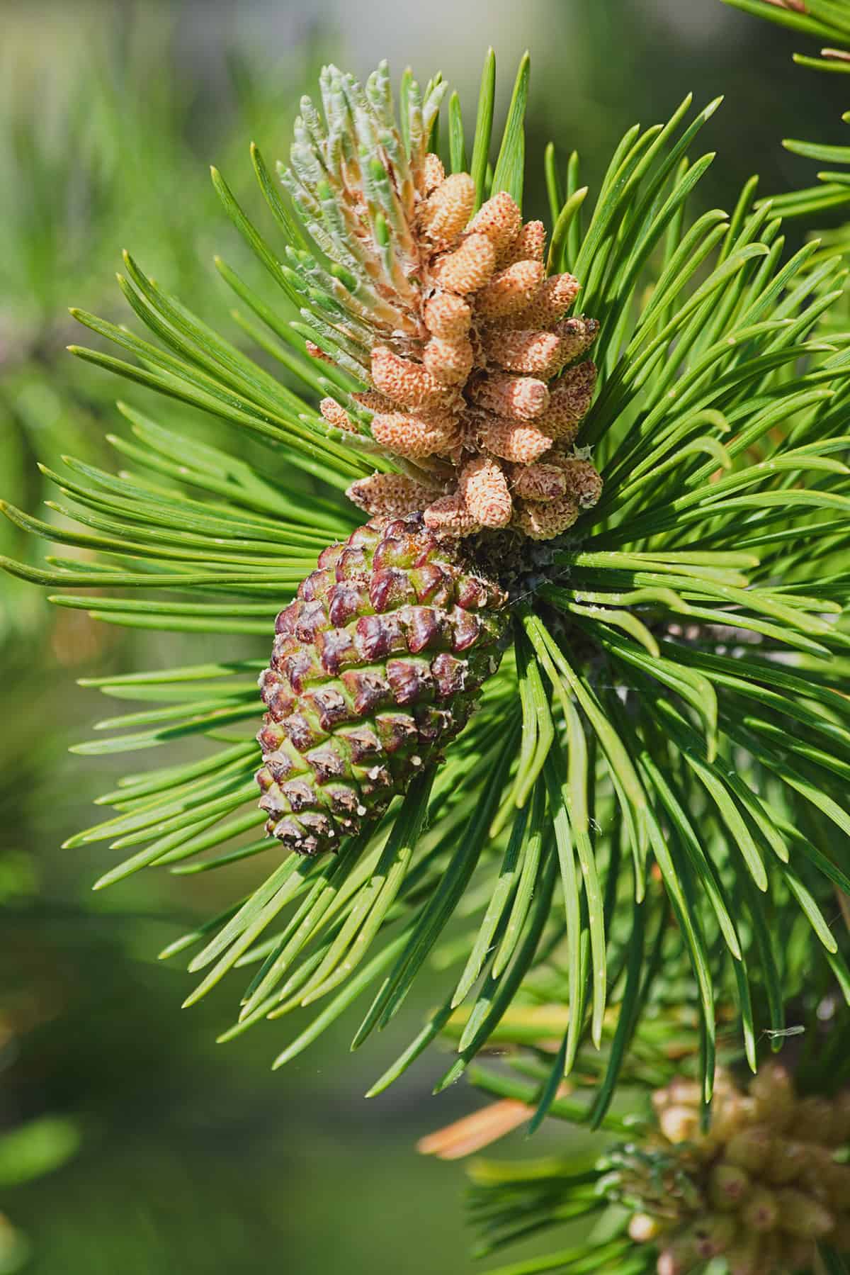 What Are Pine Cones