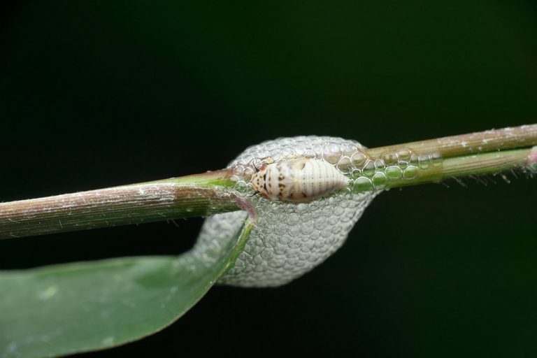 Spittlebugs and Their Cuckoo Spit – Do They Cause Harm? - Plantglossary