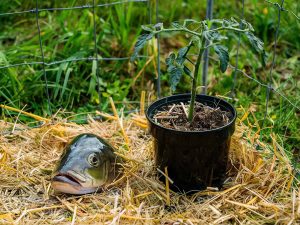 Why You Should Bury a Fish Head Under Your Tomatoes